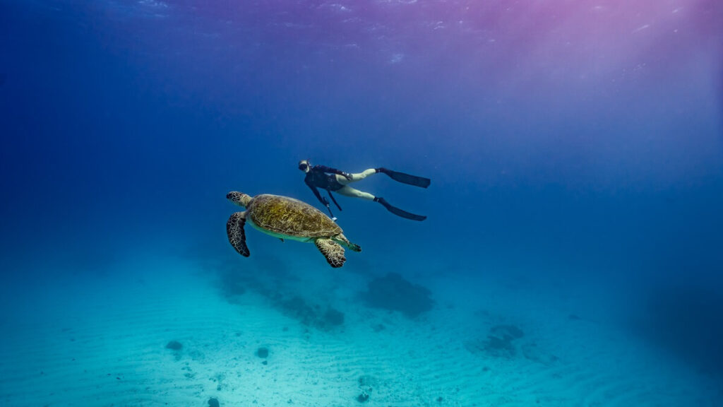 A snorkeller swimming next to a green sea turtle during a snorkelling tour on the Sunshine Coast