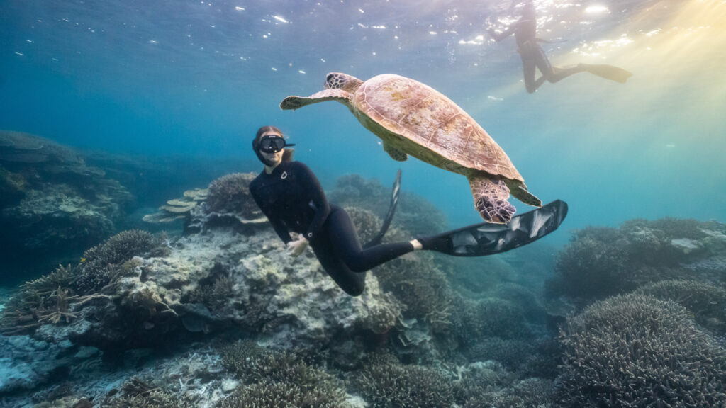 A snorkeller swimming next to a green sea turtle during a snorkelling tour on the Sunshine Coast