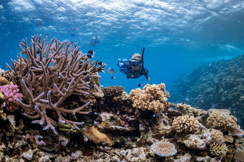 exploring the local reefs while snorkeling in Sunshine Coast