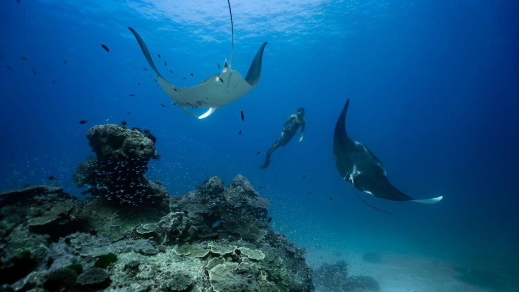 Free Diving gift cards