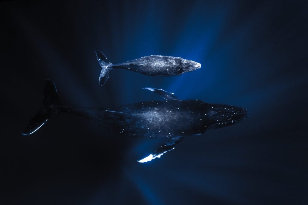 Humpback whale swim Sunshine Coast Australia