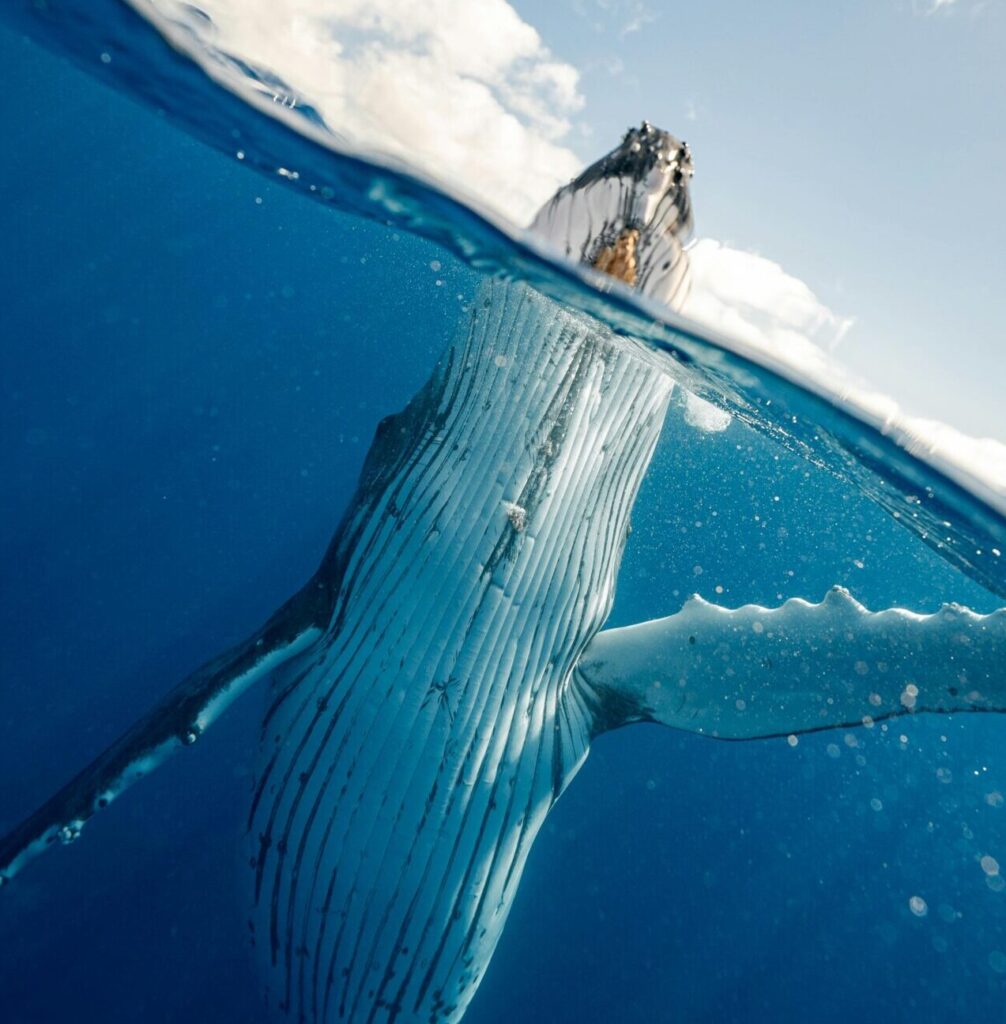 Half-underwater view of a humpback whale emerging from the deep blue ocean, with its head and flippers partially above the surface.