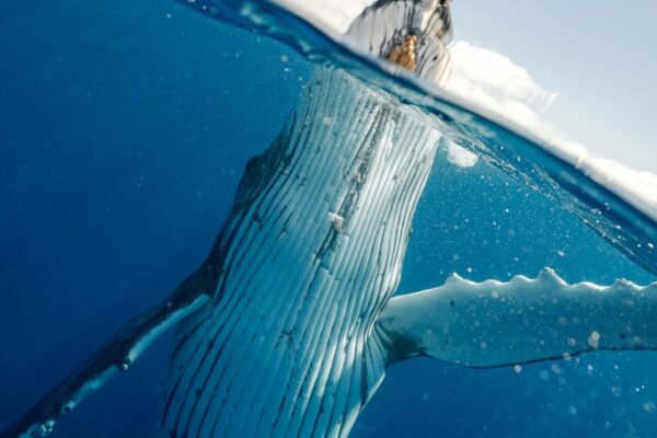 Half-underwater view of a humpback whale emerging from the deep blue ocean, with its head and flippers partially above the surface.
