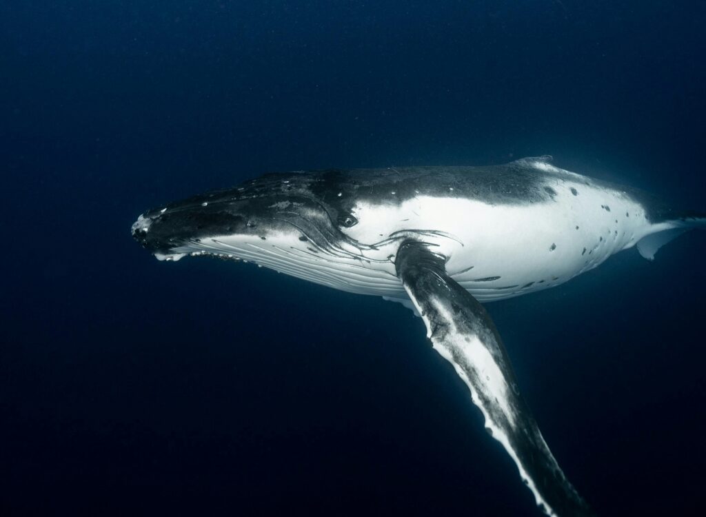 Swim with humpback whales on the Sunshine Coast of Australia