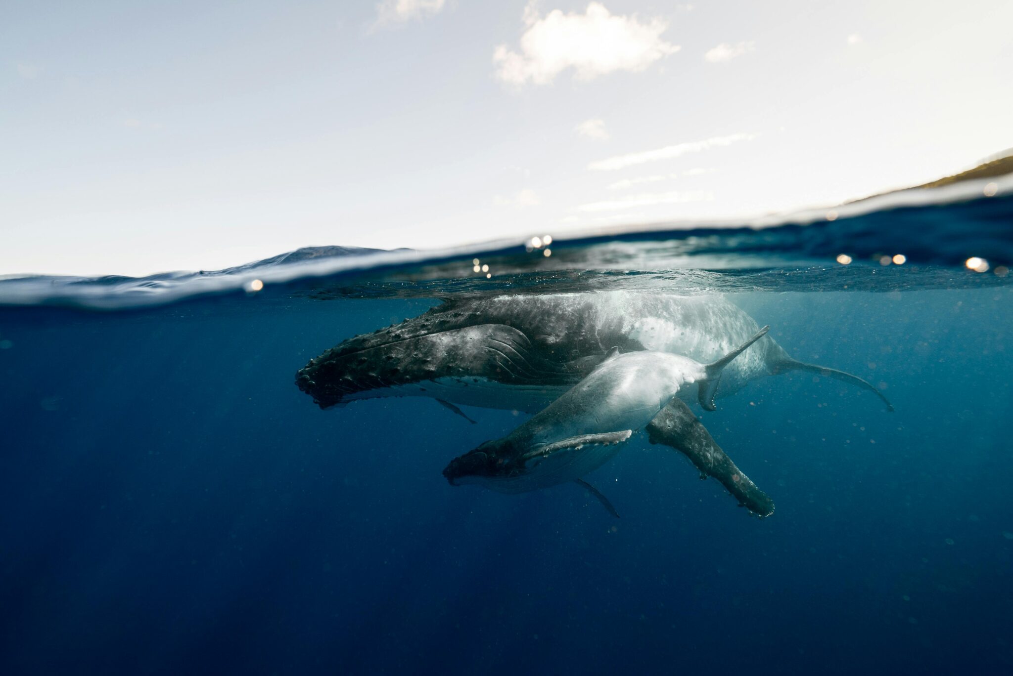 Whales and Whale Sharks of Australia