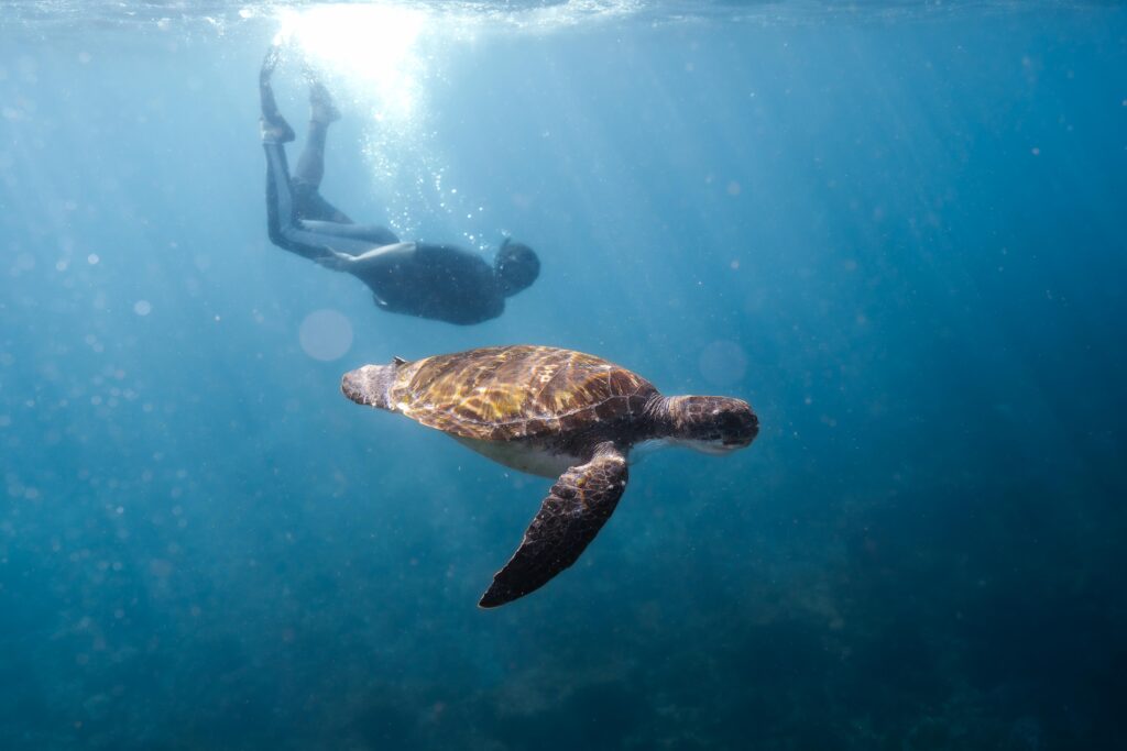 Snorkelling with turtles on the Sunshine Coast in a small group, guided and lots of adventure!